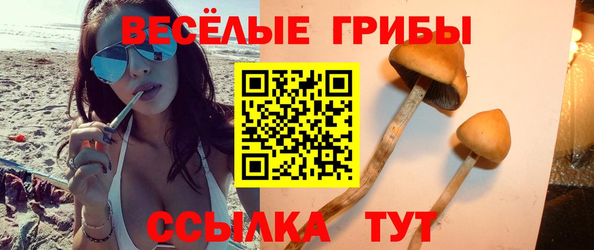 Псилоцибиновые грибы Psilocybine cubensis Кыштым